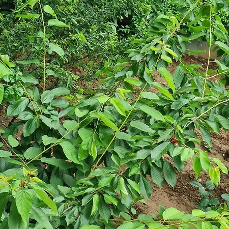 Bursa 2